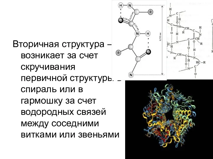 Вторичная структура – возникает за счет скручивания первичной структуры в