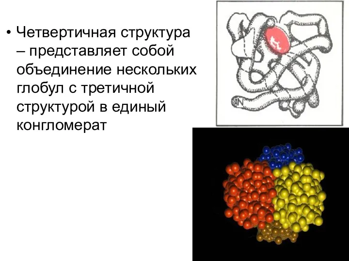 Четвертичная структура – представляет собой объединение нескольких глобул с третичной структурой в единый конгломерат