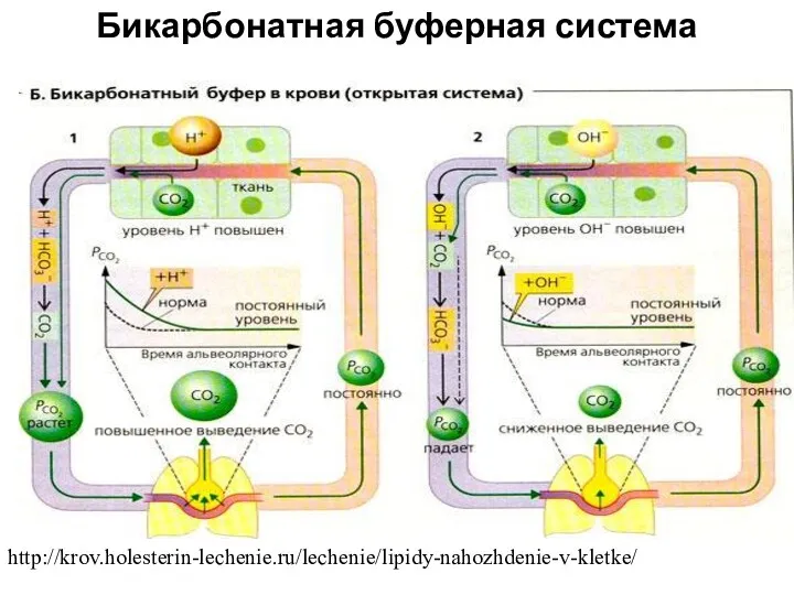 Бикарбонатная буферная система http://krov.holesterin-lechenie.ru/lechenie/lipidy-nahozhdenie-v-kletke/
