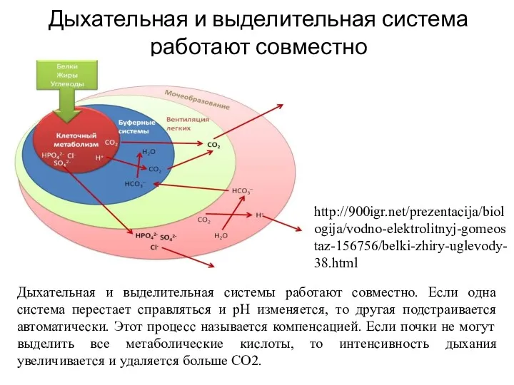 Дыхательная и выделительная система работают совместно Дыхательная и выделительная системы работают совместно. Если