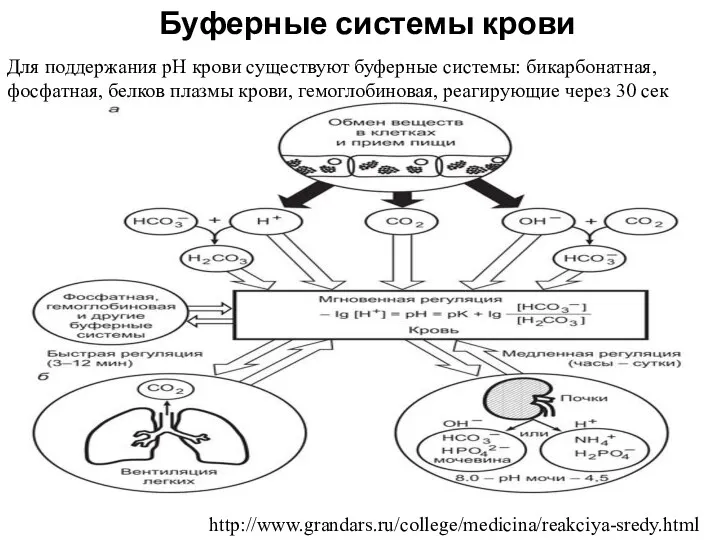 Буферные системы крови http://www.grandars.ru/college/medicina/reakciya-sredy.html Для поддержания рН крови существуют буферные системы: бикарбонатная, фосфатная,