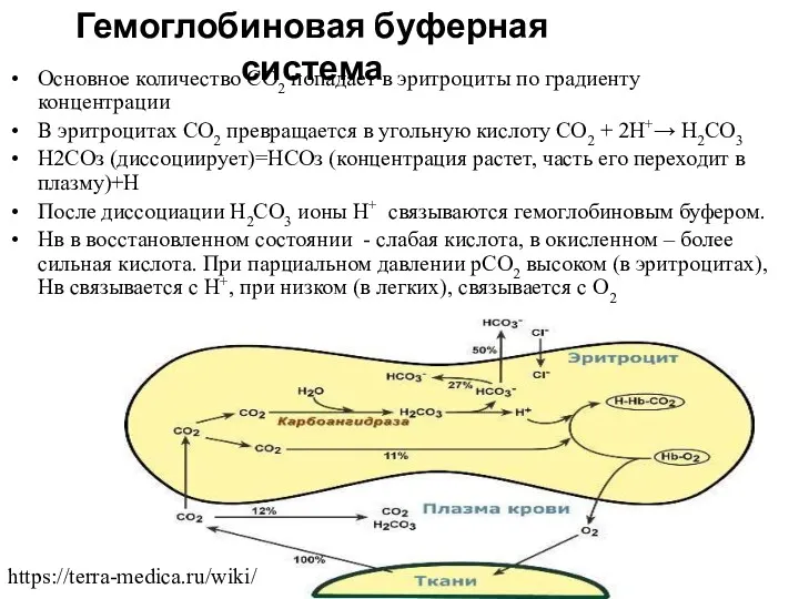 Основное количество СО2 попадает в эритроциты по градиенту концентрации В эритроцитах СО2 превращается