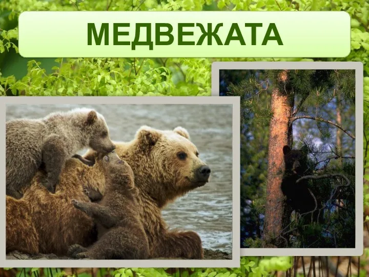 МЕДВЕЖАТА