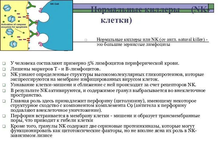 Нормальные киллеры (NK-клетки) Нормальные киллеры или NK (от англ. natural