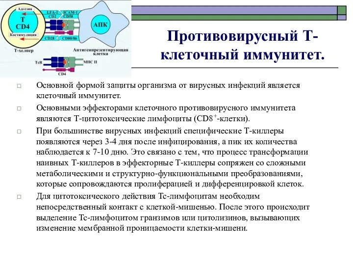 Противовирусный Т- клеточный иммунитет. Основной формой защиты организма от вирусных