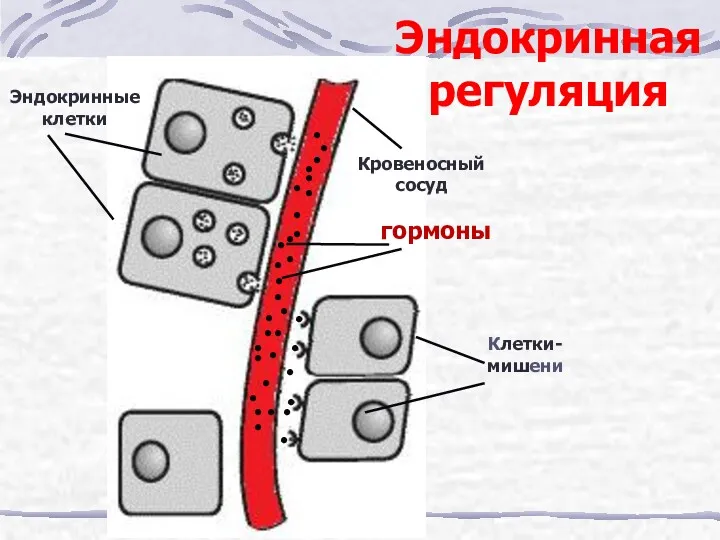 Эндокринная регуляция Эндокринные клетки Клетки-мишени Кровеносный сосуд гормоны • •