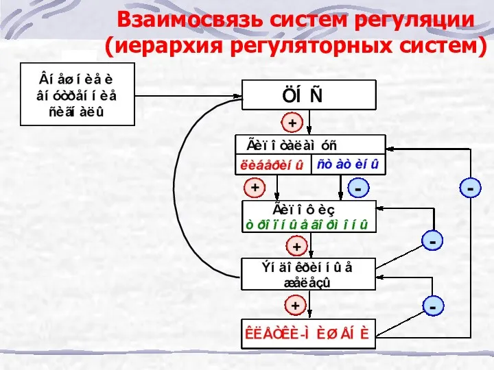 Взаимосвязь систем регуляции (иерархия регуляторных систем)