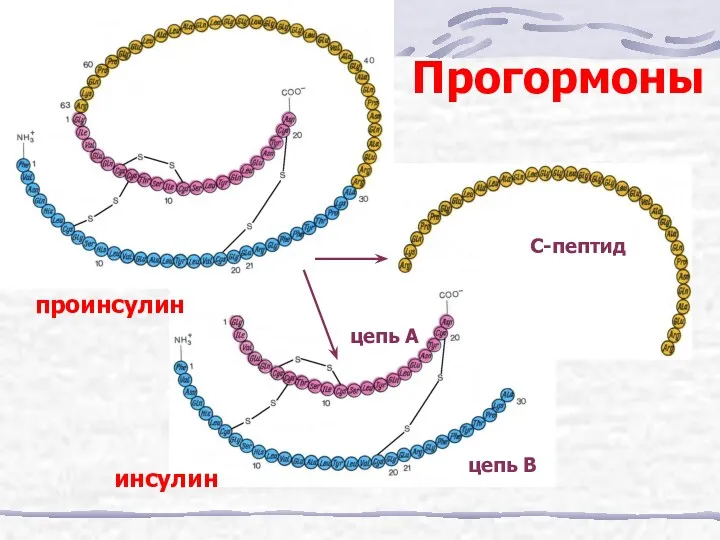 Прогормоны С-пептид цепь А цепь В проинсулин инсулин