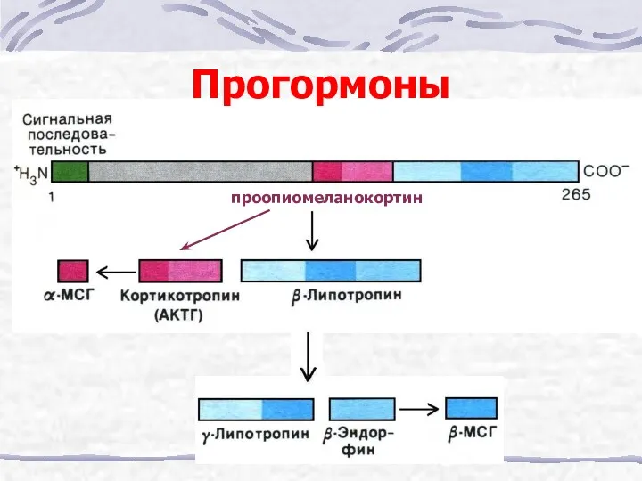 Прогормоны проопиомеланокортин