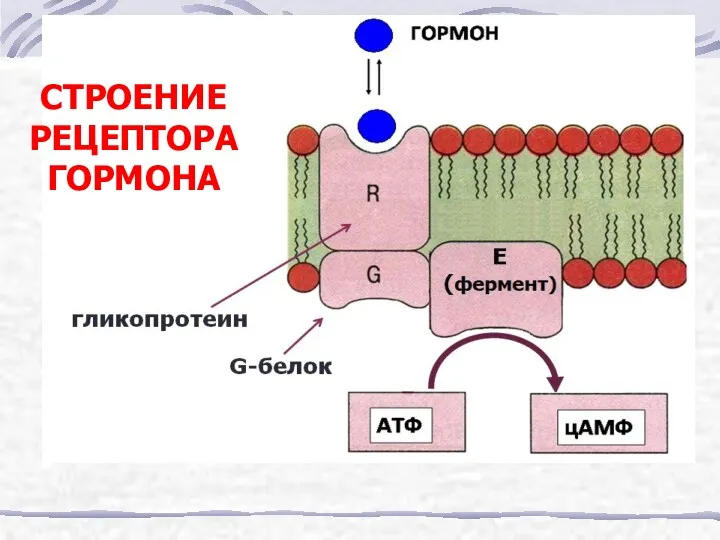 СТРОЕНИЕ РЕЦЕПТОРА ГОРМОНА