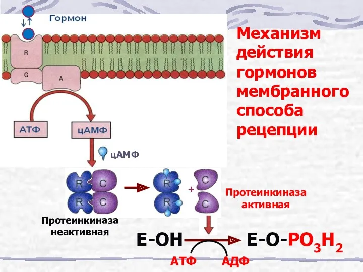 цАМФ + Протеинкиназа неактивная Протеинкиназа активная Е-ОН Е-О-РО3Н2 Механизм действия гормонов мембранного способа рецепции АТФ АДФ