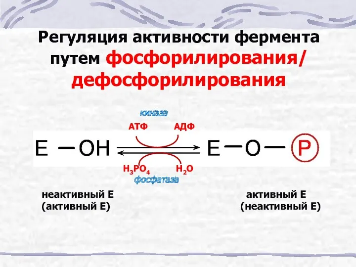 АТФ АДФ Н3РО4 Н2О Регуляция активности фермента путем фосфорилирования/ дефосфорилирования