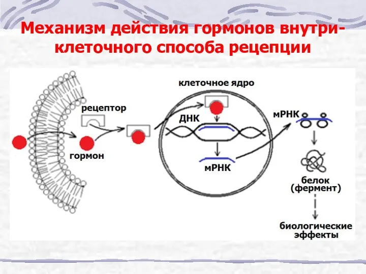 Механизм действия гормонов внутри-клеточного способа рецепции