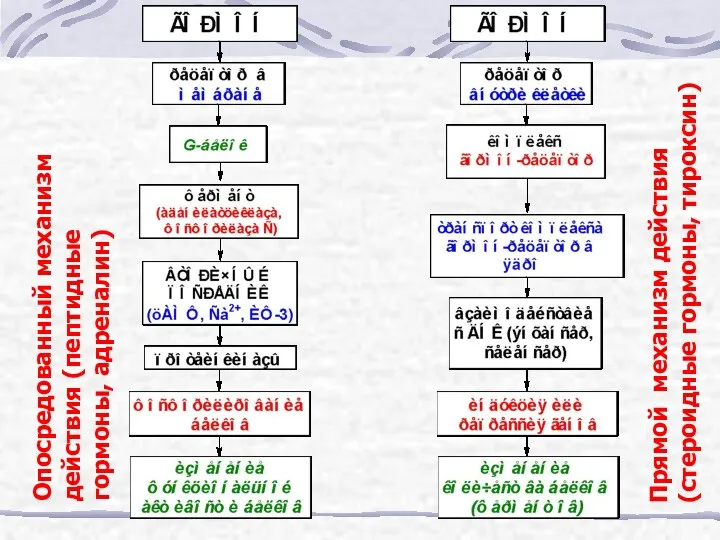 Опосредованный механизм действия (пептидные гормоны, адреналин) Прямой механизм действия (стероидные гормоны, тироксин)