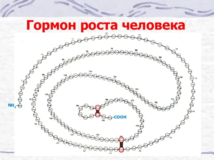 Гормон роста человека -СООН NH2-