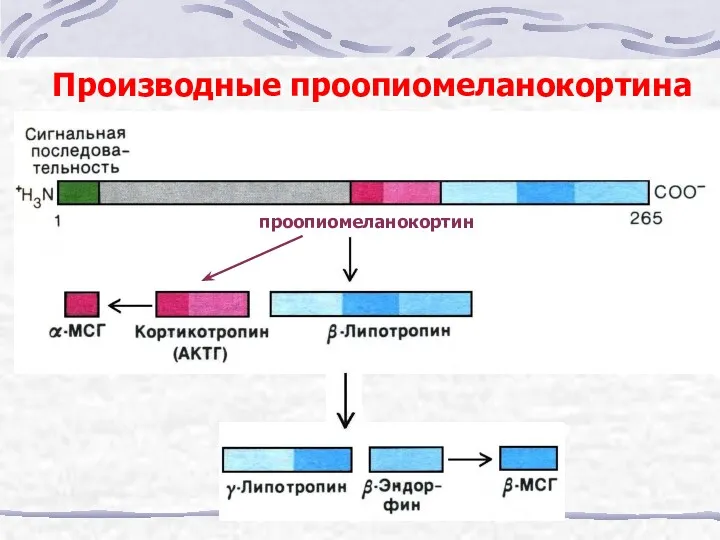 Производные проопиомеланокортина проопиомеланокортин