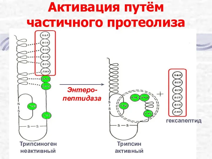 Активация путём частичного протеолиза Трипсиноген неактивный Трипсин активный гексапептид Энтеро-пептидаза