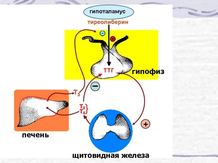 печень щитовидная железа гипофиз