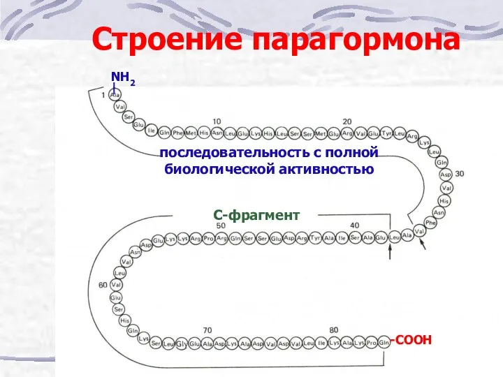 Строение парагормона -СООН NH2 последовательность с полной биологической активностью С-фрагмент