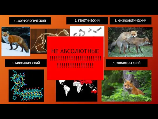 2. ГЕНЕТИЧЕСКИЙ 3. ФИЗИОЛОГИЧЕСКИЙ 3. БИОХИМИЧЕСКИЙ 4. ГЕОГРАФИЧЕСКИЙ 5. ЭКОЛОГИЧЕСКИЙ 1. МОРФОЛОГИЧЕСКИЙ НЕ АБСОЛЮТНЫЕ !!!!!!!!!!!!!!!!!!!!!!!!!!!!!!!!!!!!!!!!!