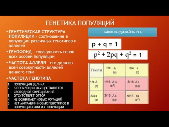 ГЕНЕТИКА ПОПУЛЯЦИЙ ГЕНЕТИЧЕСКАЯ СТРУКТУРА ПОПУЛЯЦИИ – соотношение в популяции различных