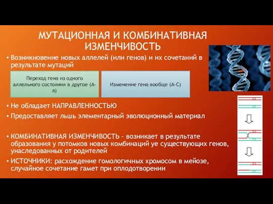 МУТАЦИОННАЯ И КОМБИНАТИВНАЯ ИЗМЕНЧИВОСТЬ Возникновение новых аллелей (или генов) и