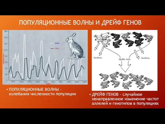 ПОПУЛЯЦИОННЫЕ ВОЛНЫ И ДРЕЙФ ГЕНОВ ПОПУЛЯЦИОННЫЕ ВОЛНЫ –колебания численности популяции