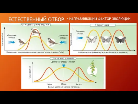 ЕСТЕСТВЕННЫЙ ОТБОР НАПРАВЛЯЮЩИЙ ФАКТОР ЭВОЛЮЦИИ