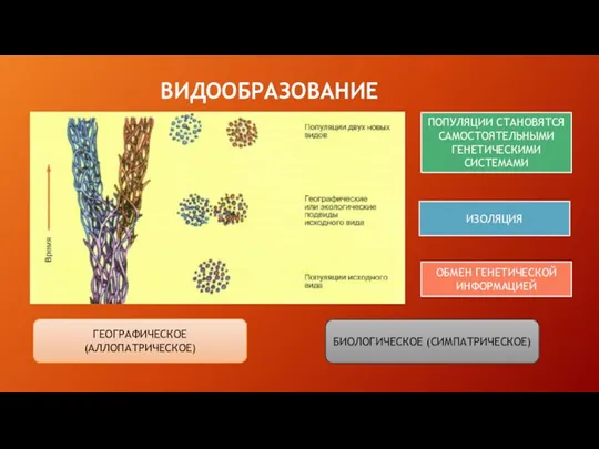 ВИДООБРАЗОВАНИЕ ОБМЕН ГЕНЕТИЧЕСКОЙ ИНФОРМАЦИЕЙ ИЗОЛЯЦИЯ ПОПУЛЯЦИИ СТАНОВЯТСЯ САМОСТОЯТЕЛЬНЫМИ ГЕНЕТИЧЕСКИМИ СИСТЕМАМИ ГЕОГРАФИЧЕСКОЕ (АЛЛОПАТРИЧЕСКОЕ) БИОЛОГИЧЕСКОЕ (СИМПАТРИЧЕСКОЕ)