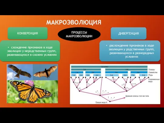 МАКРОЭВОЛЮЦИЯ КОНВЕРЕНЦИЯ ДИВЕРГЕНЦИЯ ПРОЦЕССЫ МАКРОЭВОЛЮЦИИ расхождение признаков в ходе эволюции