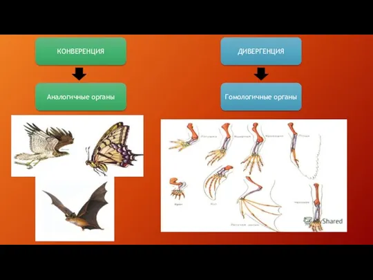 КОНВЕРЕНЦИЯ ДИВЕРГЕНЦИЯ Аналогичные органы Гомологичные органы