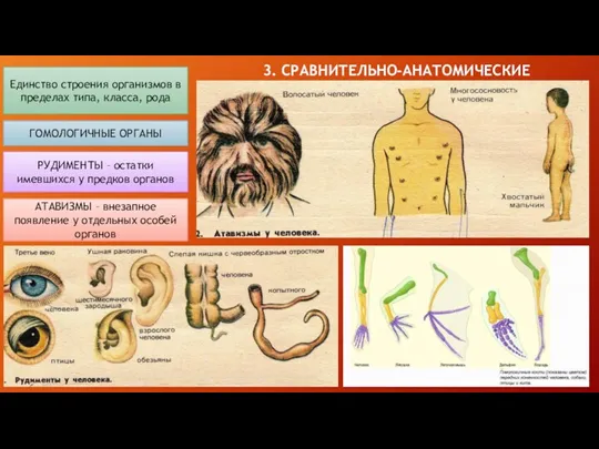 3. СРАВНИТЕЛЬНО-АНАТОМИЧЕСКИЕ Единство строения организмов в пределах типа, класса, рода