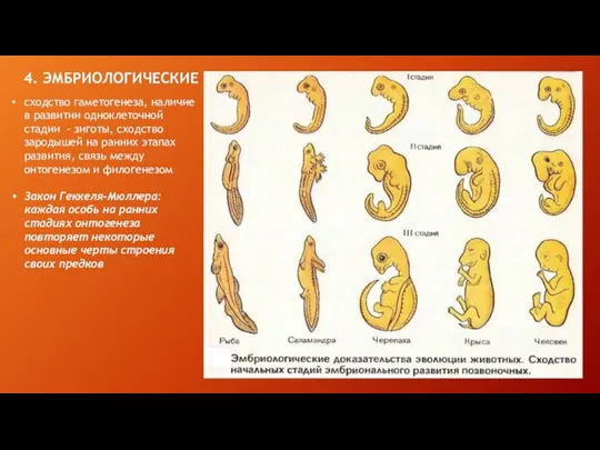 4. ЭМБРИОЛОГИЧЕСКИЕ сходство гаметогенеза, наличие в развитии одноклеточной стадии -