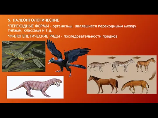 5. ПАЛЕОНТОЛОГИЧЕСКИЕ *ПЕРЕХОДНЫЕ ФОРМЫ – организмы, являвшиеся переходными между типами,