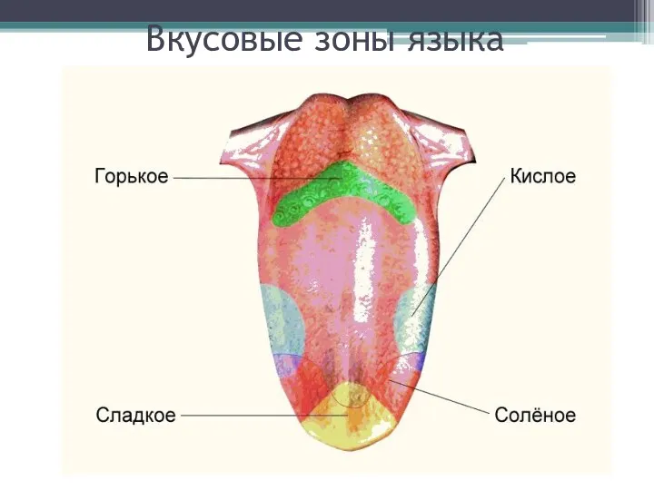 Вкусовые зоны языка