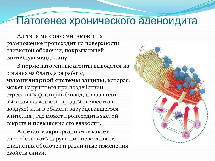 Патогенез хронического аденоидита Адгезия микроорганизмов и их размножение происходит на