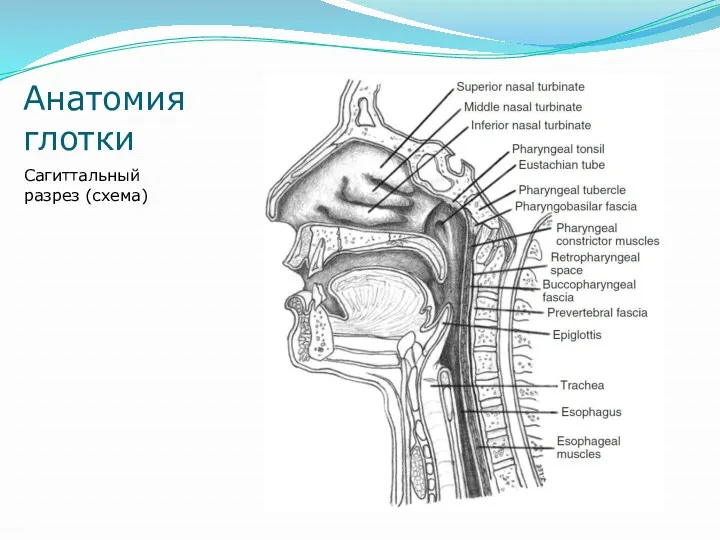 Анатомия глотки Сагиттальный разрез (схема)