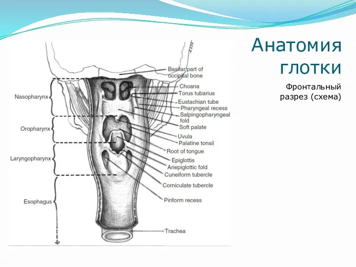 Анатомия глотки Фронтальный разрез (схема)