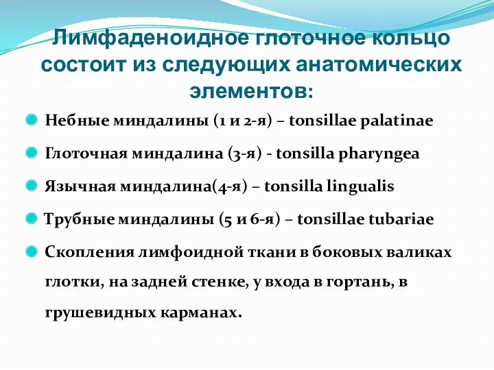 Лимфаденоидное глоточное кольцо состоит из следующих анатомических элементов: Небные миндалины