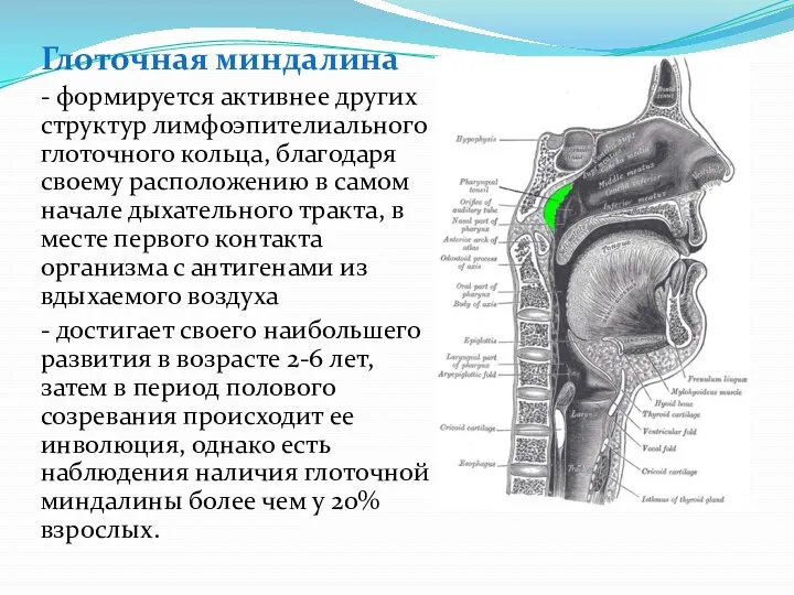 Глоточная миндалина - формируется активнее других структур лимфоэпителиального глоточного кольца,