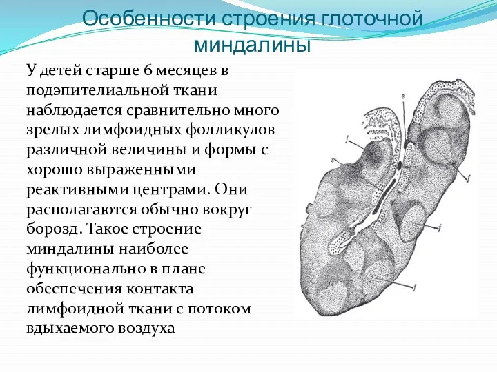 Особенности строения глоточной миндалины У детей старше 6 месяцев в