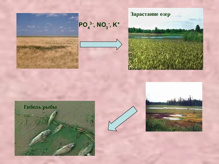 PO43-, NO3-, K+ Зарастание озер Гибель рыбы