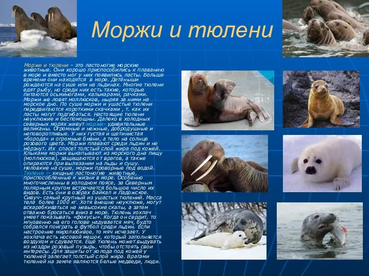 Моржи и тюлени Моржи и тюлени – это ластоногие морские
