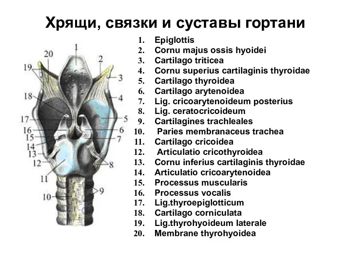 Хрящи, связки и суставы гортани Epiglottis Cornu majus ossis hyoidei