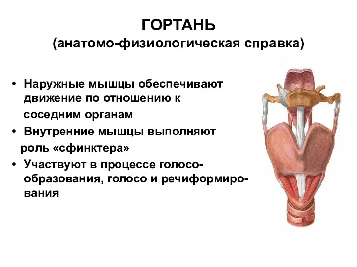 ГОРТАНЬ (анатомо-физиологическая справка) Наружные мышцы обеспечивают движение по отношению к