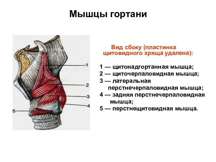 Мышцы гортани Вид сбоку (пластинка щитовидного хряща удалена): 1 —