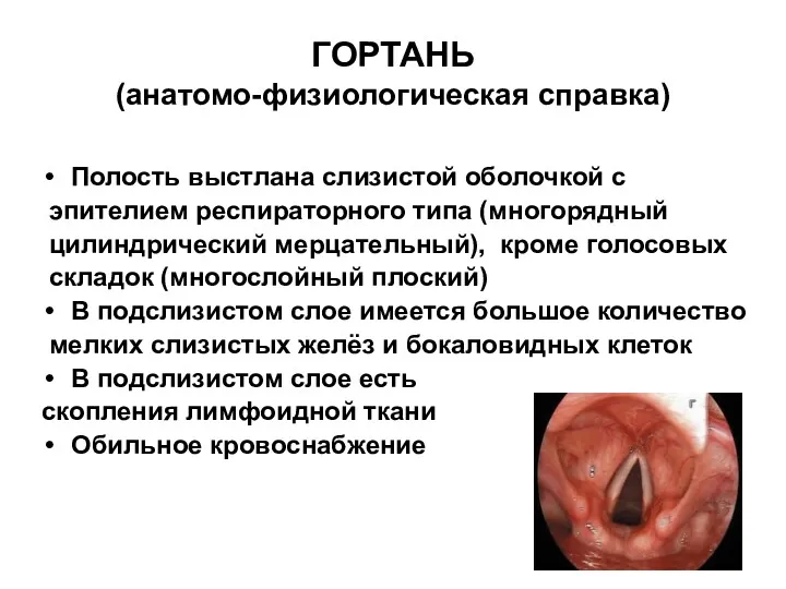 ГОРТАНЬ (анатомо-физиологическая справка) Полость выстлана слизистой оболочкой с эпителием респираторного