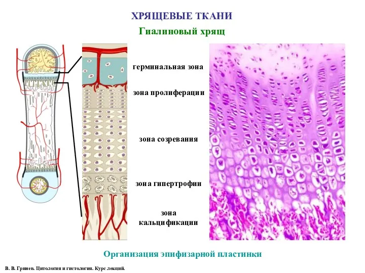 ХРЯЩЕВЫЕ ТКАНИ Гиалиновый хрящ Организация эпифизарной пластинки В. В. Гринев.