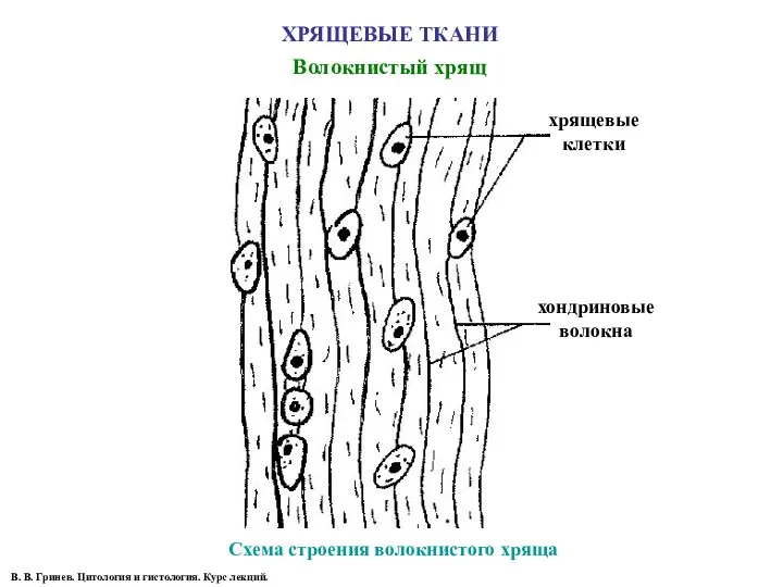 ХРЯЩЕВЫЕ ТКАНИ Волокнистый хрящ Схема строения волокнистого хряща хрящевые клетки