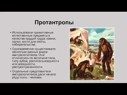 Протантропы Использовали примитивные естественные предметы в качестве орудий труда: камни,